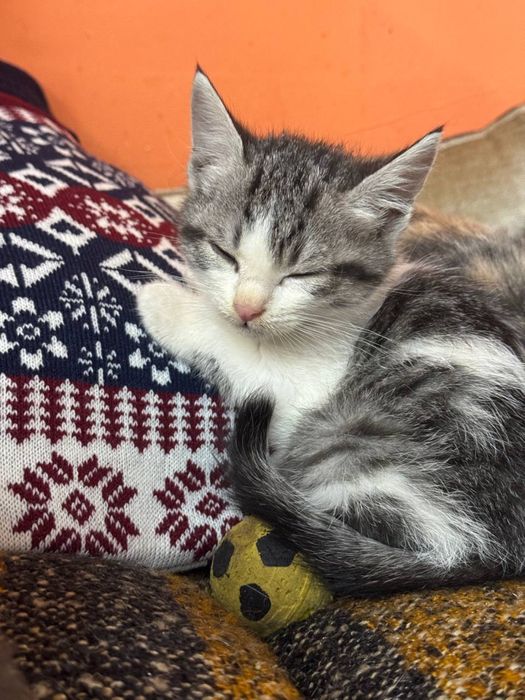 Котенок в поисках дома