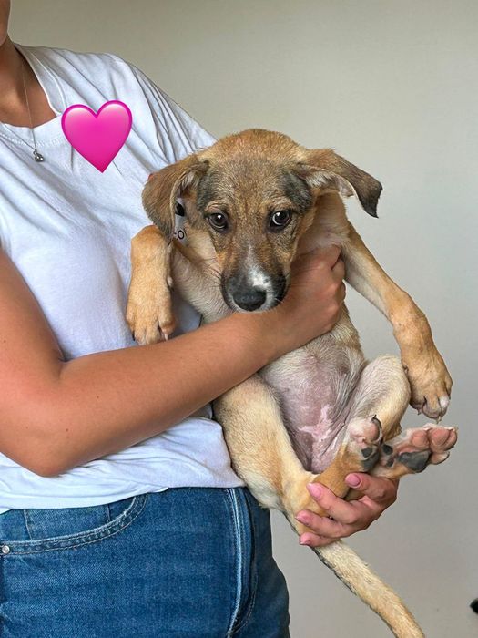 Cães bebés para adoção responsável