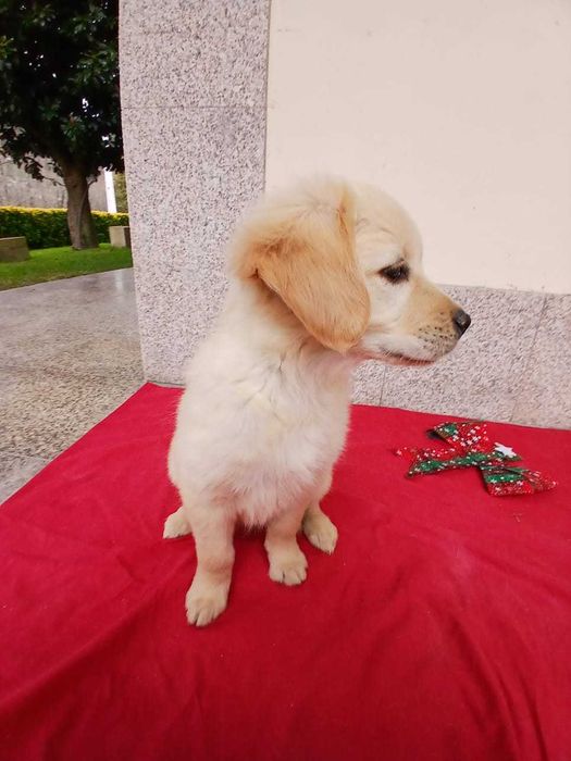 Golden Retriever com LOP