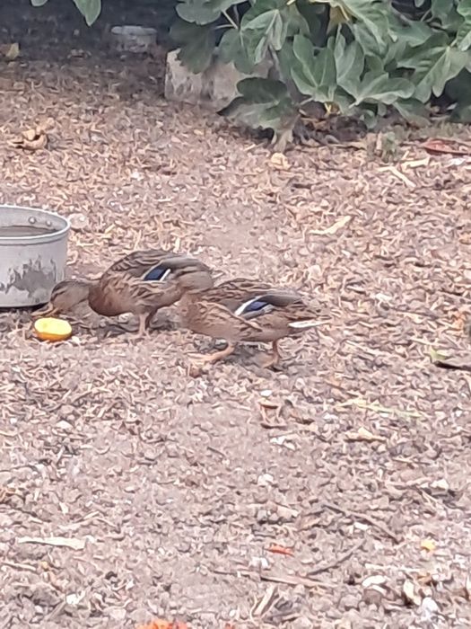 2 Patas Reais prontas a criar