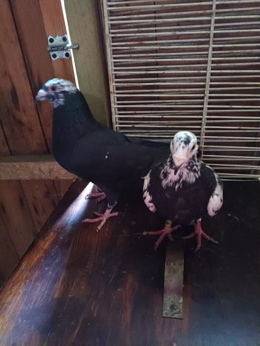 Golebie pocztowe tygrysy