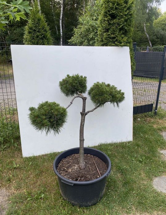 Sosna czarna szczepiona bonsai kule niwaki ozdoba drzewo drzewko