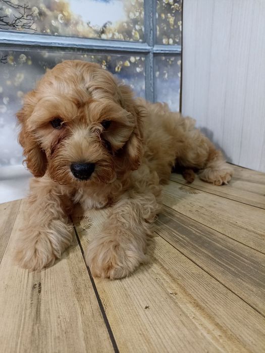 Цуценятка кавапу з доставкою