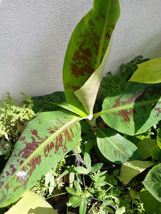 Bananeiras em vaso