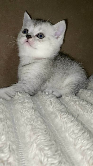 Срібна шотландська шиншила страйт