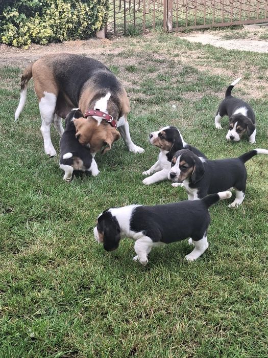 Beagle piesek  do odbioru