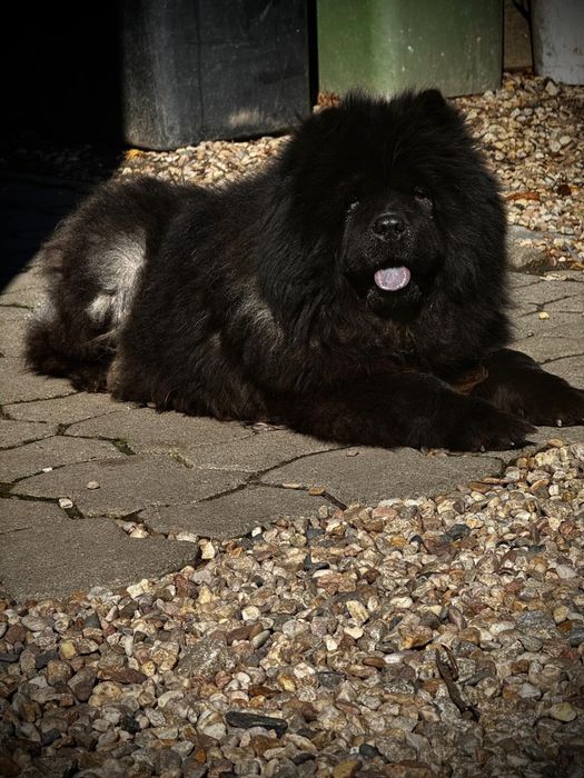 Kremowy Piesek Chow Chow z Rodowodem