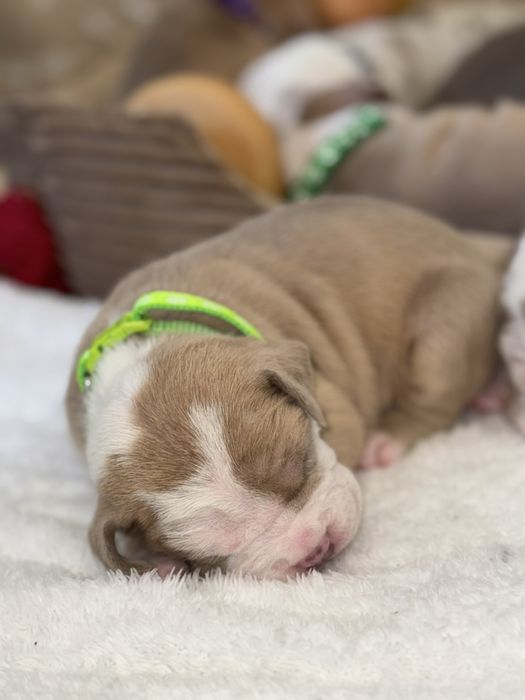 American Bully XL ABKC Titan