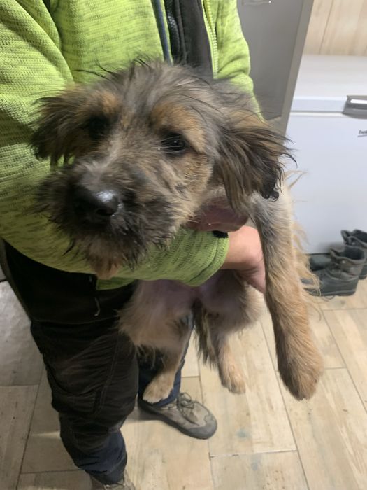 Oddam 4 miesięczne psy