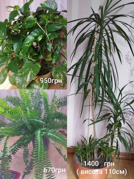 Продам кімнатні  вазони