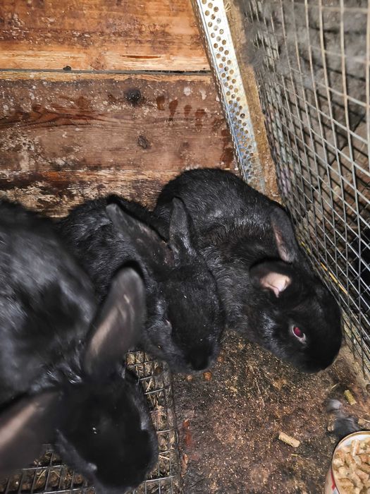 Кролики самці 3 місяці