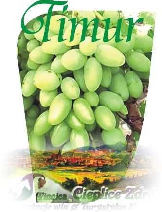 Winorośl sadzonka odmiany przerobowe