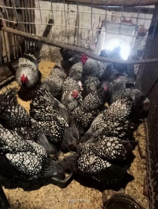 Інкубаційне яйце Віандот Срібний