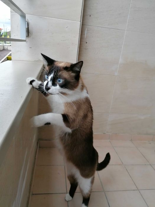 Adoção gatinho macho