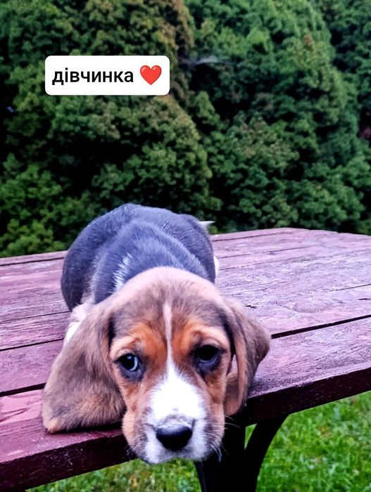 Цуценята Білгя/ Бігль