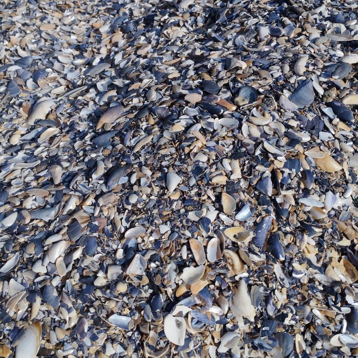 Ракушка (мушля) кормова морська