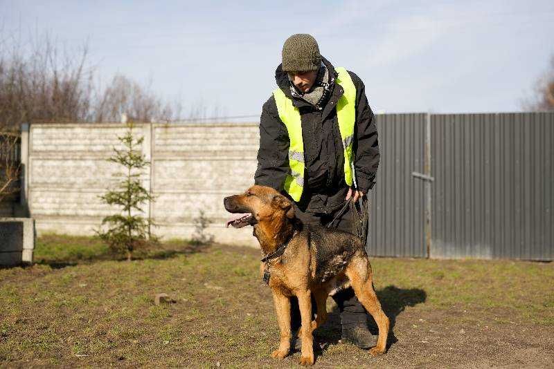 Dragon szuka nowego domu