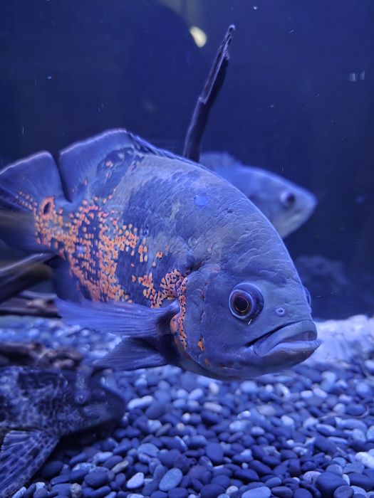 Doação de 4 oscars