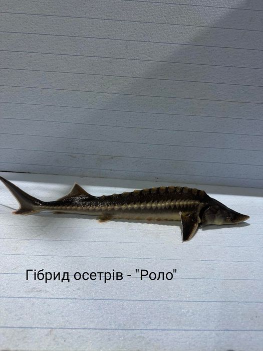 Зарибок - малок : Роло ; Ленка ; Російський осетр та інші види
