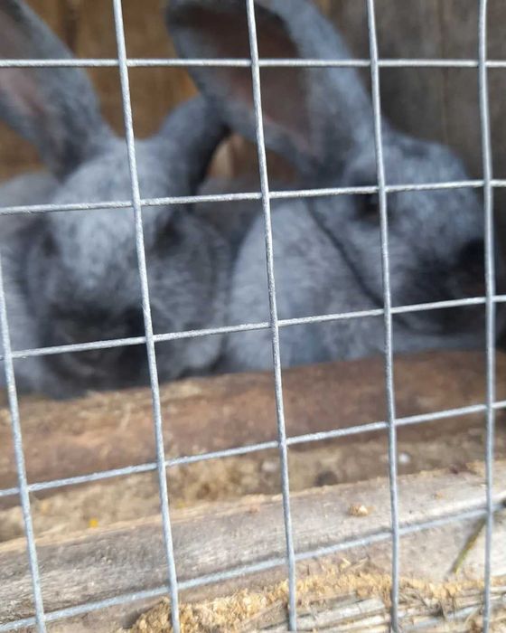 Кролі (полтавське срібло)