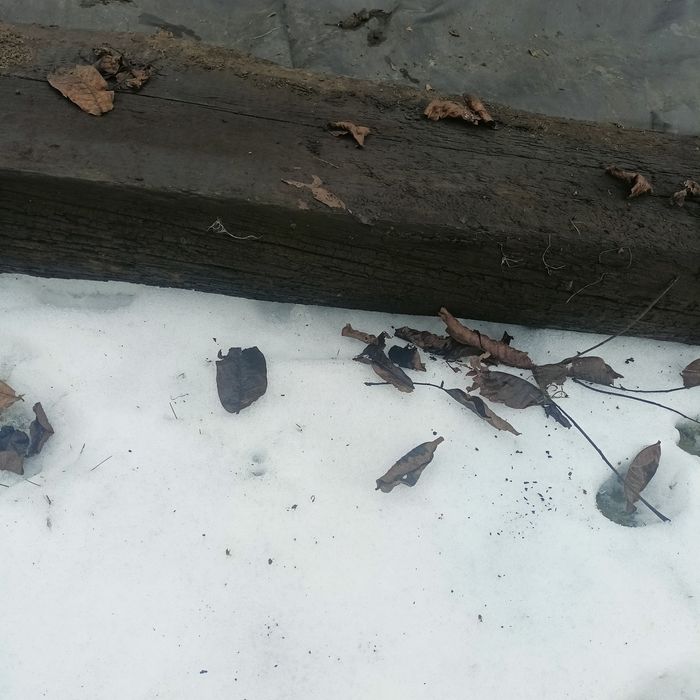 Bela gruba deska szwela