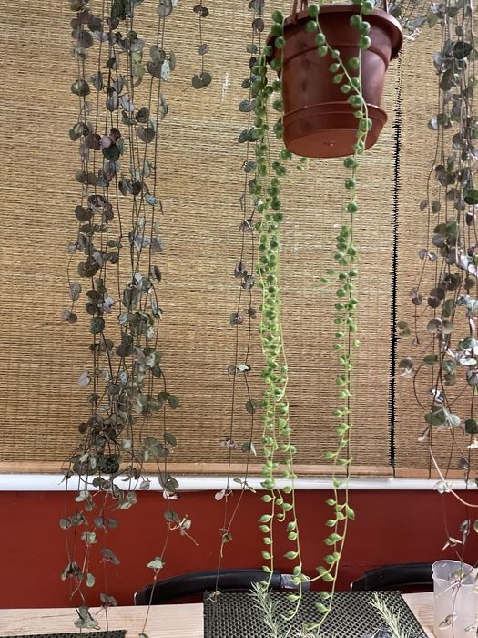 Комнатное растение Крестовник Кроули