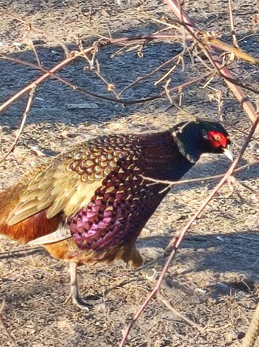 Sprzedam bażanty ine