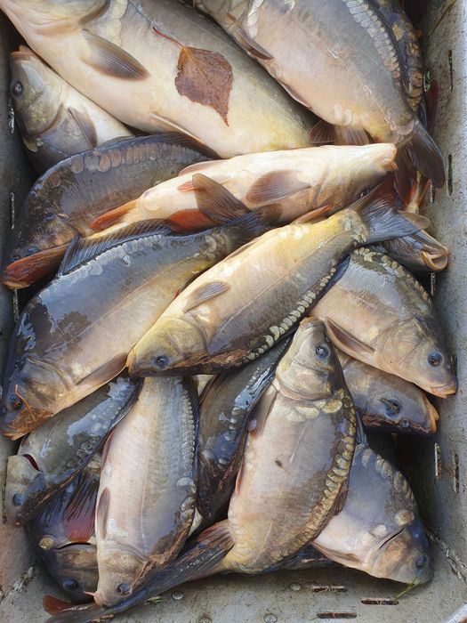 Sprzedam Kroczek Karpia