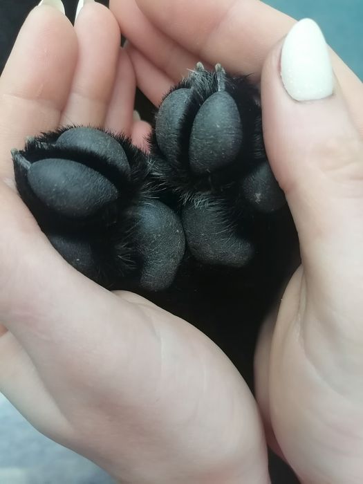 Ветеринарний лікар