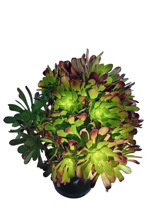 Aeonium arboreum atropurpureum roxo / verde