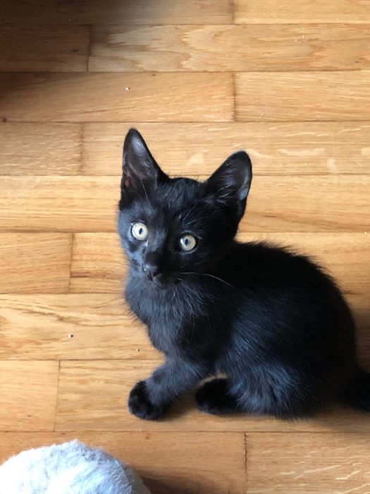 Gatos bebes para adoção responsavel