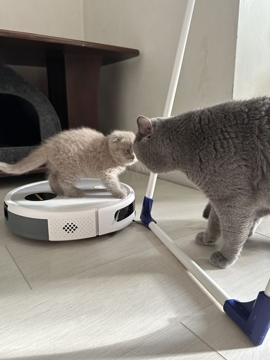 Шотландский прямоухий кот . Вязка котов