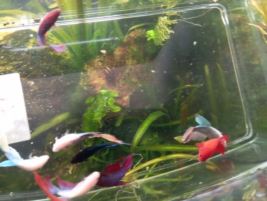 Bettas fêmeas várias cores