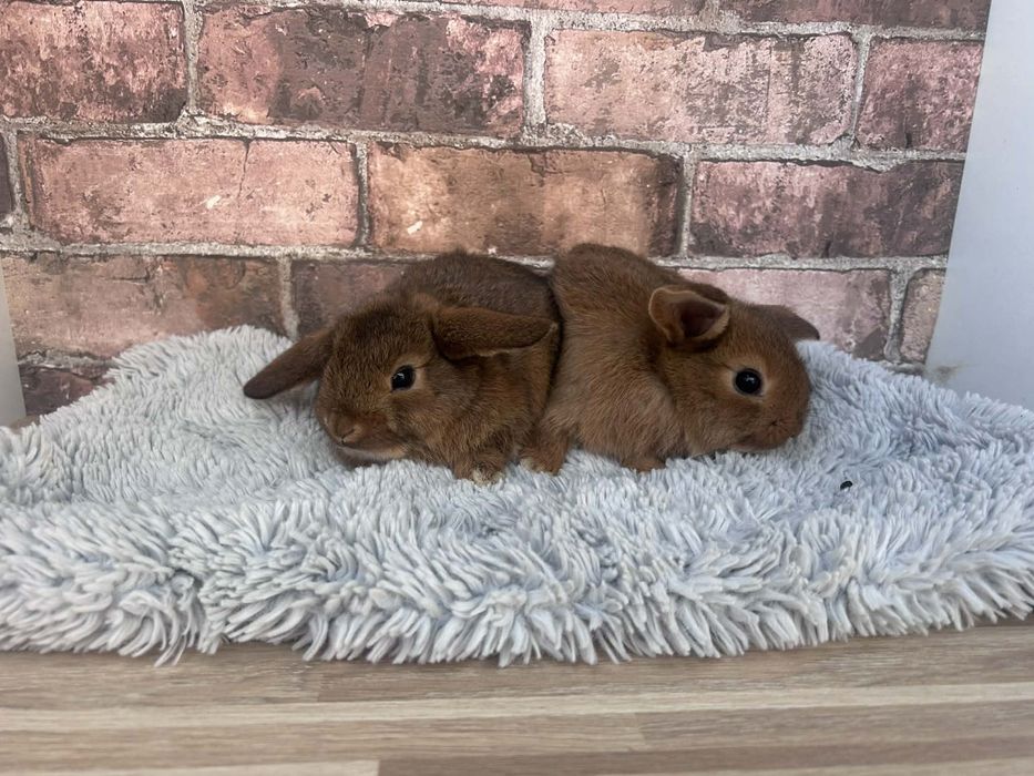 Króliczki karzełki baranki mini króliki