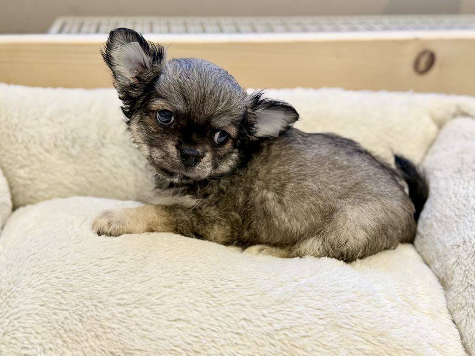 Długowłosy chłopiec chihuahua FCI