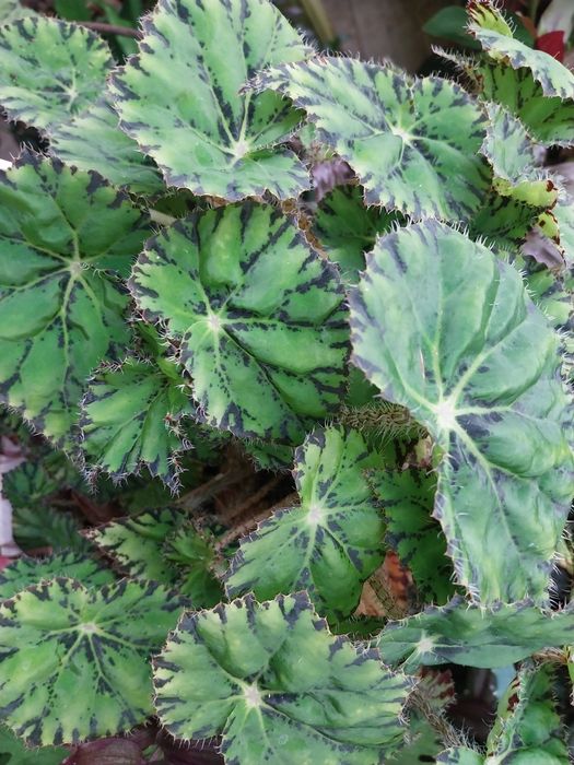 Набор рослин 8 шт.пеларгонія,бегонія,традесканция,піперомія,пілея