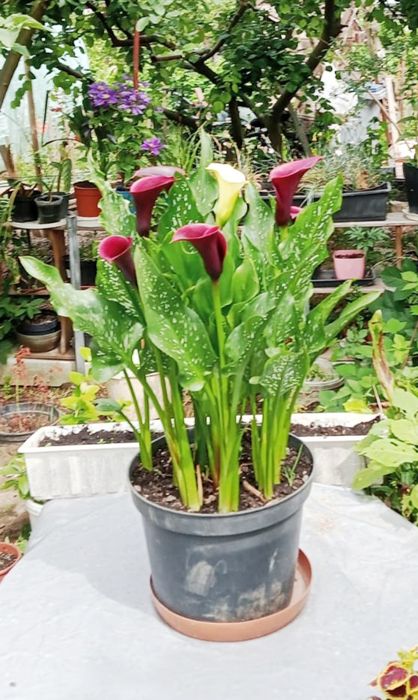 Cebulki kalii bordowe