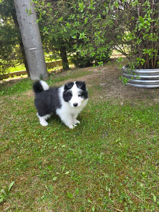 Border Collie ZKWP FCI pies