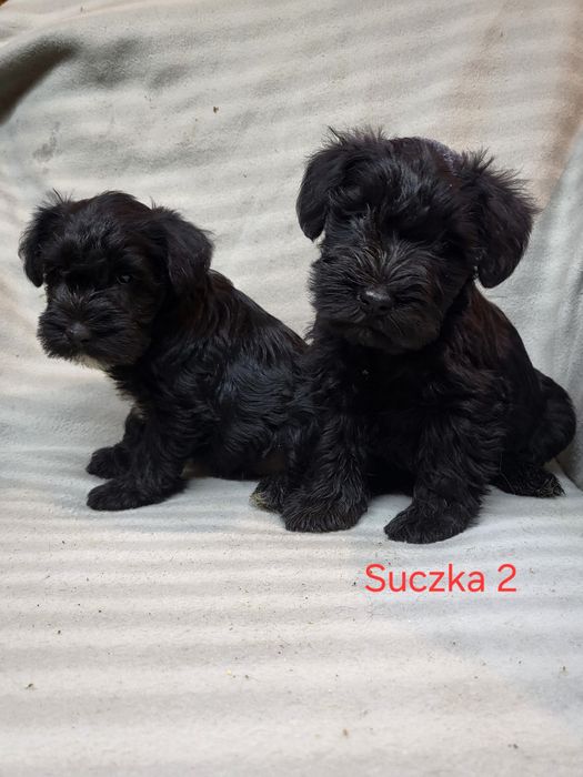 Sznaucer Miniaturowy czarne suczki