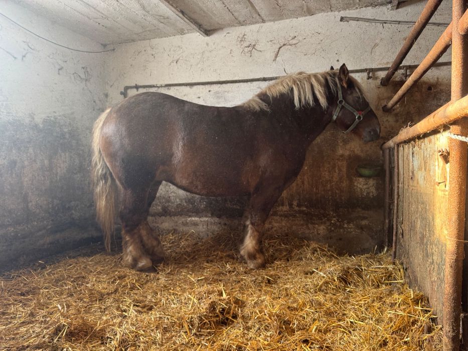 Sprzedam klacz źrebną