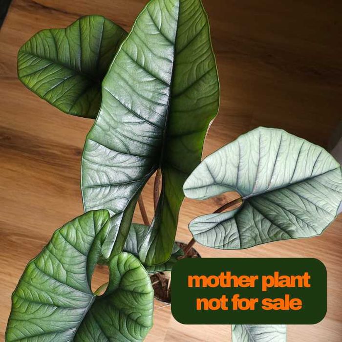 Alocasia Platinum Baby Plant
