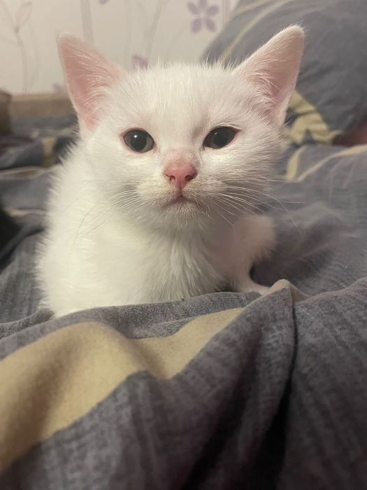 Котенята шукають домівку