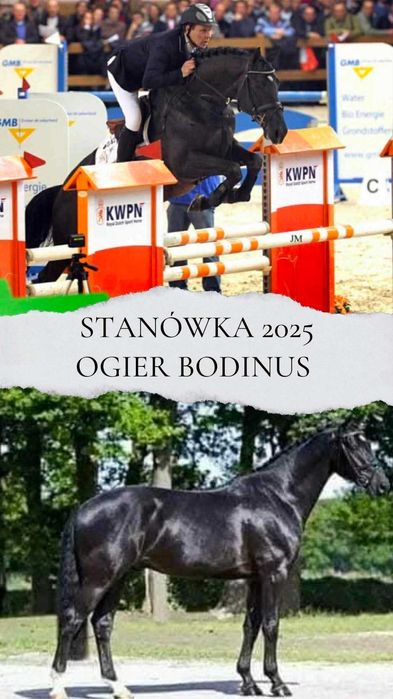 Koń idealny dla dziecka