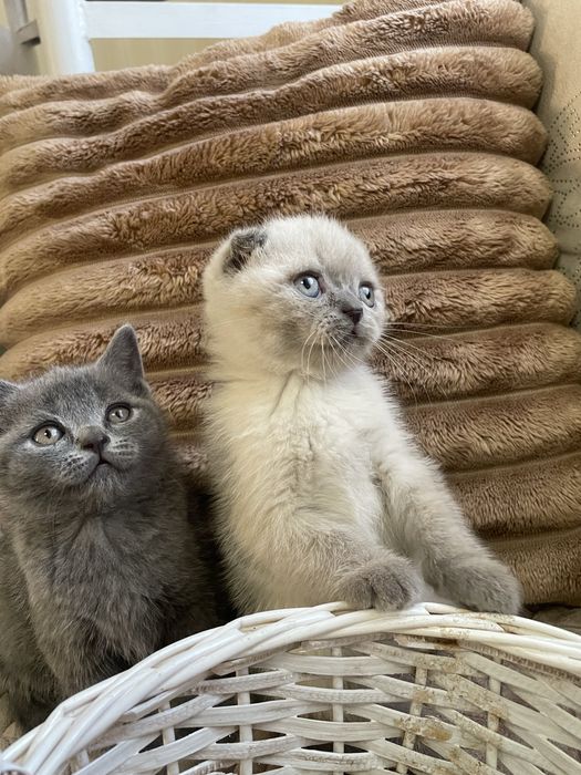 Шотландські кошенята