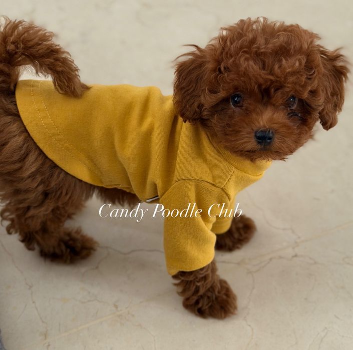 Pudel toy malutka xs suczka dziewczynka red brown azjatycka