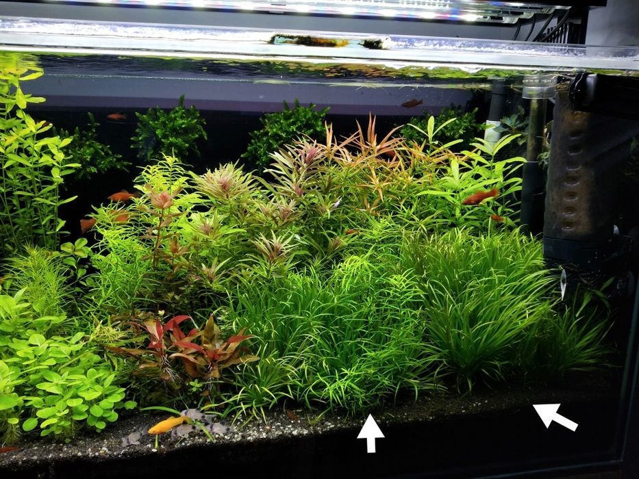 Blyxa japonica..