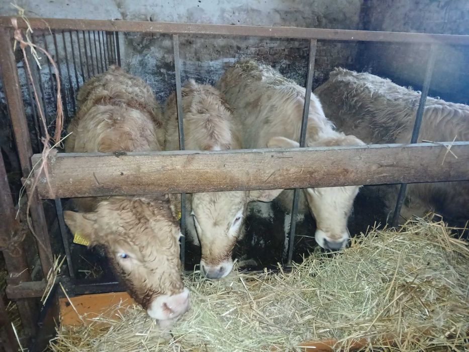 sprzedam  byk  jałówka