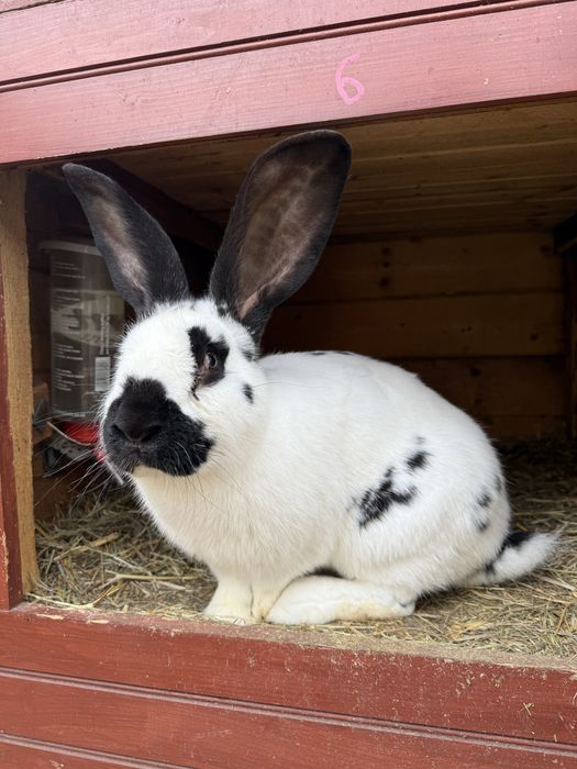 Sprzedam króliki hodowlane mieszańce