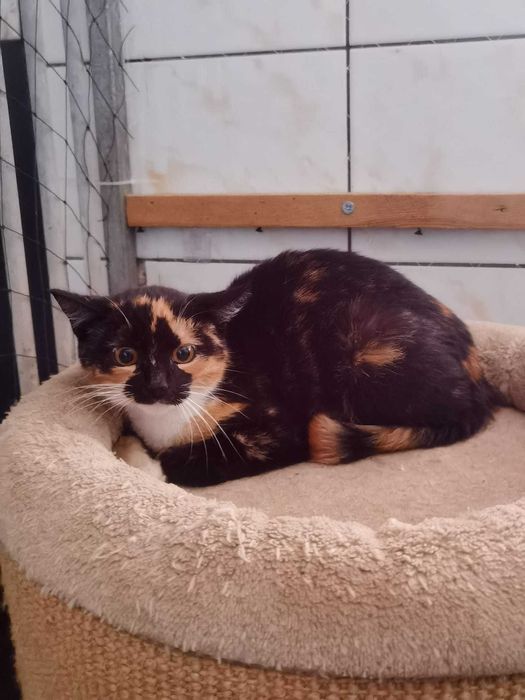 Ciri – piękna kotka o złotym sercu pragnie zaufać człowiekowi