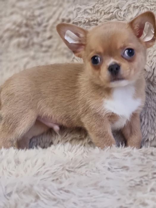 Chihuahua Piesek krótkowłosy FCI